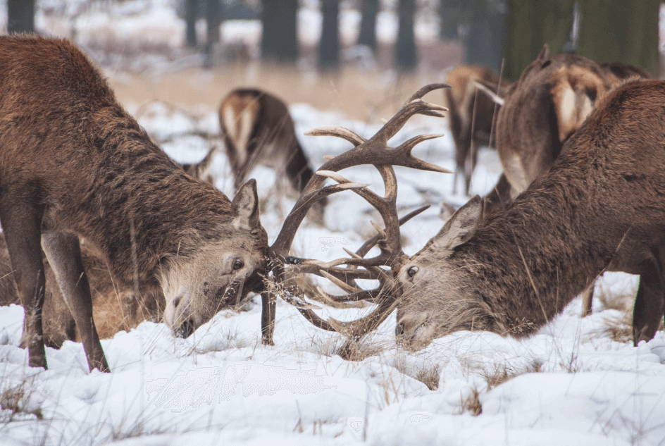 social media competitors competition analysis on digital deer fighting