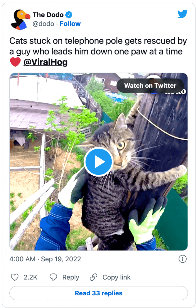 The DoDo posted a video on Twitter about rescuing a cat