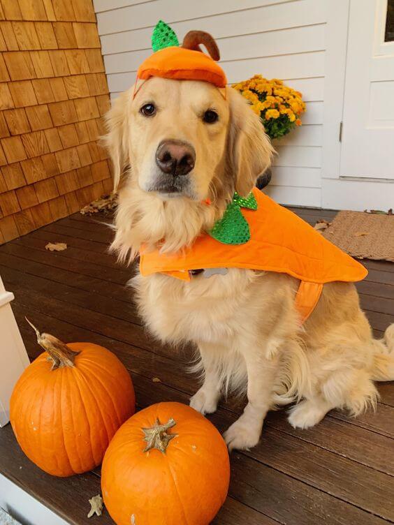 Golden Retriever dressed in Pumpkin costume for Halloween sitting on a porch