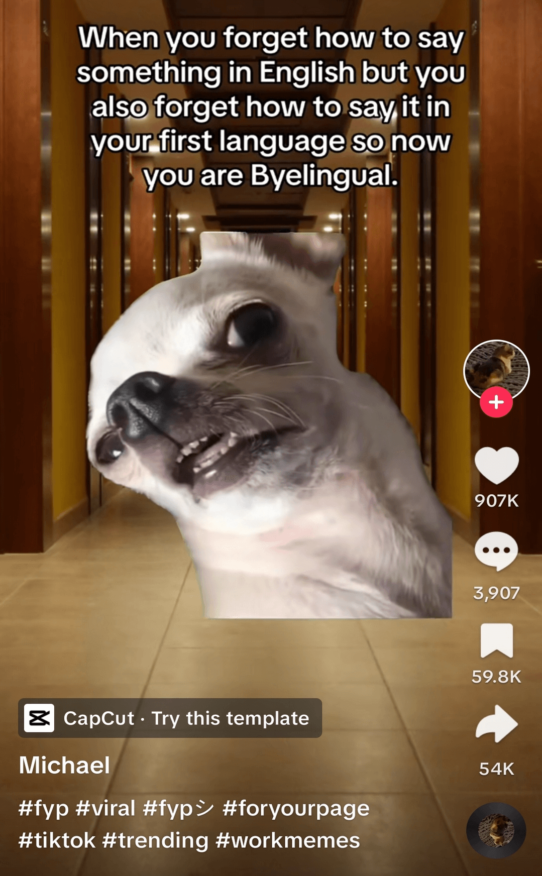 Humorous meme featuring a chihuahua with an exaggerated facial expression, representing confusion in language, on a social media platform.