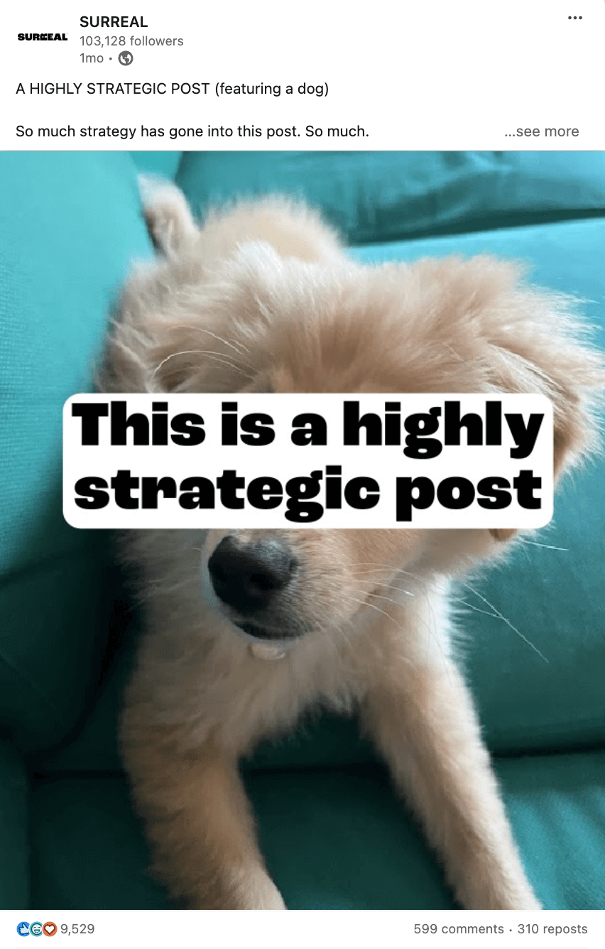 SURREAL linkedin posts about a fluffy dog that sits on a teal couch with large text overlay reading, "This is a highly strategic post." The caption humorously emphasizes the strategy.