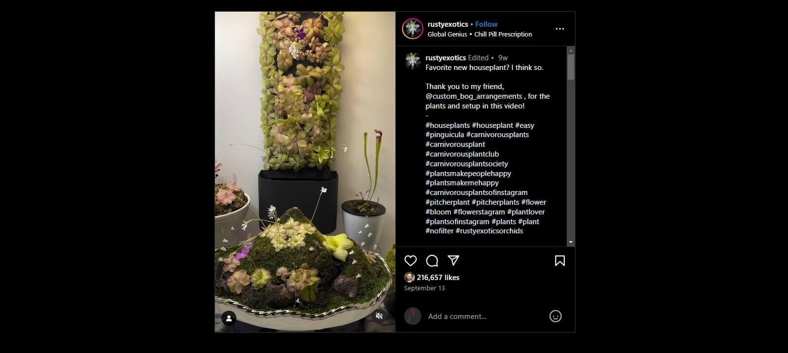 A display of vibrant carnivorous plants arranged creatively, including pinguicula and pitcher plants, with hashtags in the caption.