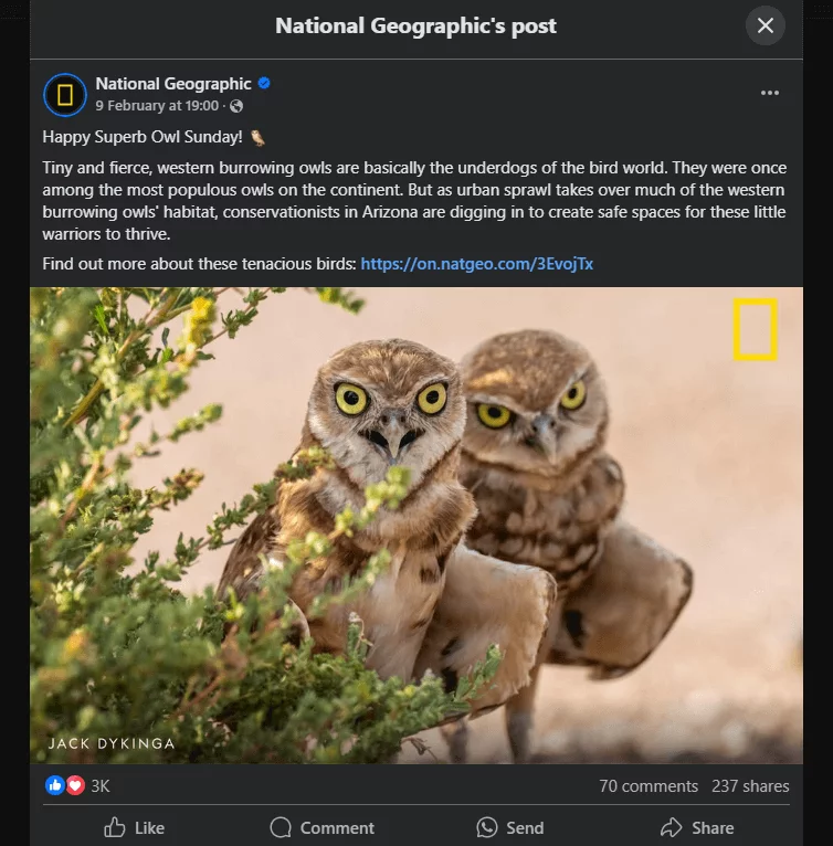 A National Geographic Facebook post featuring a photo of two burrowing owls in the wild for "Superb Owl Sunday."