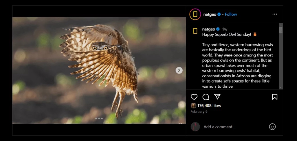 A National Geographic Instagram post with a burrowing owl mid-flight, peeking through its wing.