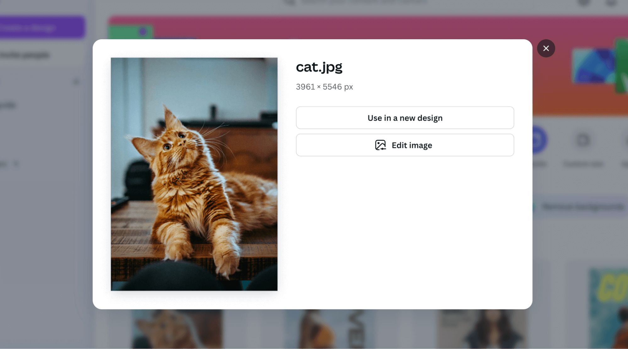 Image editing options in Canva