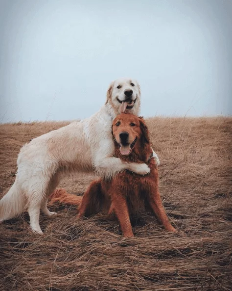 watson and kiko dogs instagram