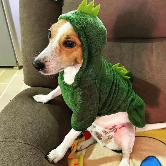 Small dog dressed in dinosaur costume sitting on a couch