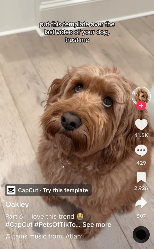 TikTok post of a small dog looking up to the camera, captioned 'put this template over the last video of your dog, trust me'.