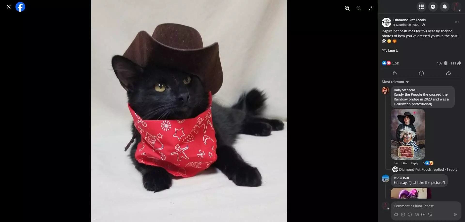 Diamond Pet Foots's Facebook post showing a black cat dressed as a cowboy with a brown hat and red bandana, lying against a light background.