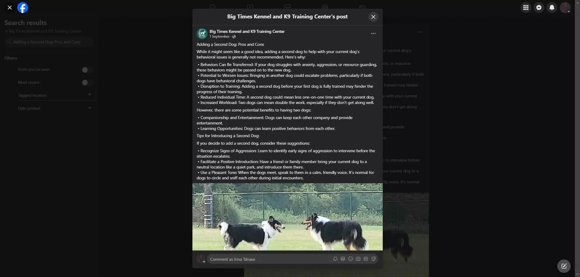 Big Times Kennel and K9 Training Center's post showing two Border Collies interacting in a grassy, fenced yard, illustrating tips for introducing a second dog.