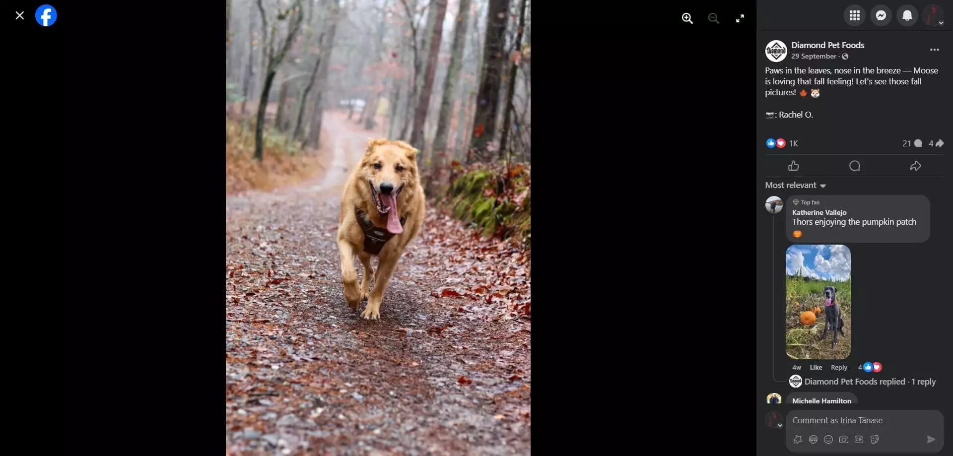 Diamond Pet Food's post showing a golden dog running on a leaf-covered forest path during autumn, tongue out, enjoying the crisp fall air.