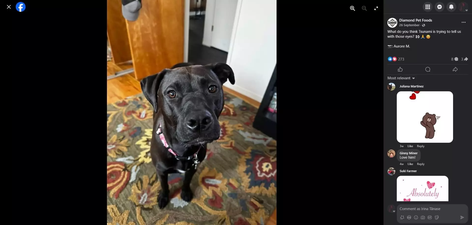 Diamond Pet Foods's post on Facebook about a black dog with expressive eyes wearing a pink collar, sitting on a patterned rug in a cozy indoor setting.