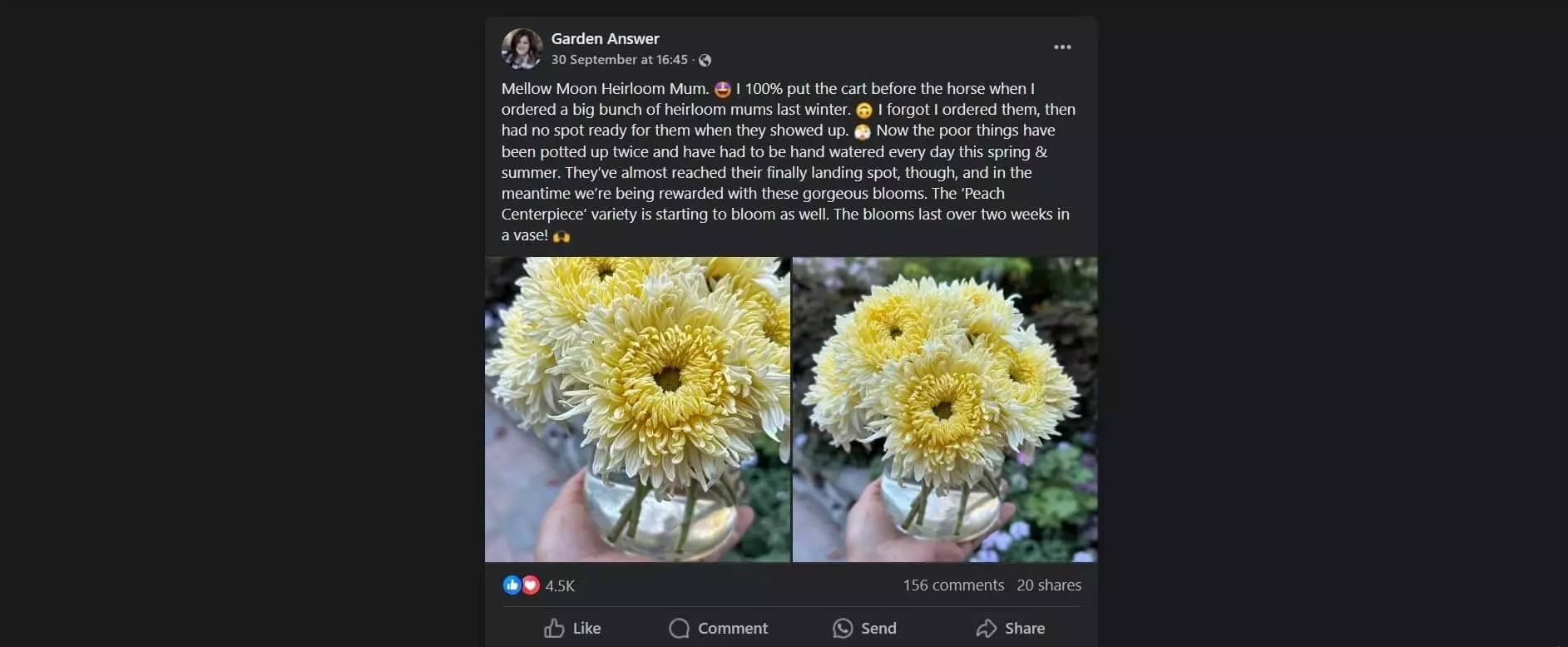 Facebook post by Garden Answer featuring yellow Mellow Moon heirloom mums in a vase, with detailed text about their care and bloom.