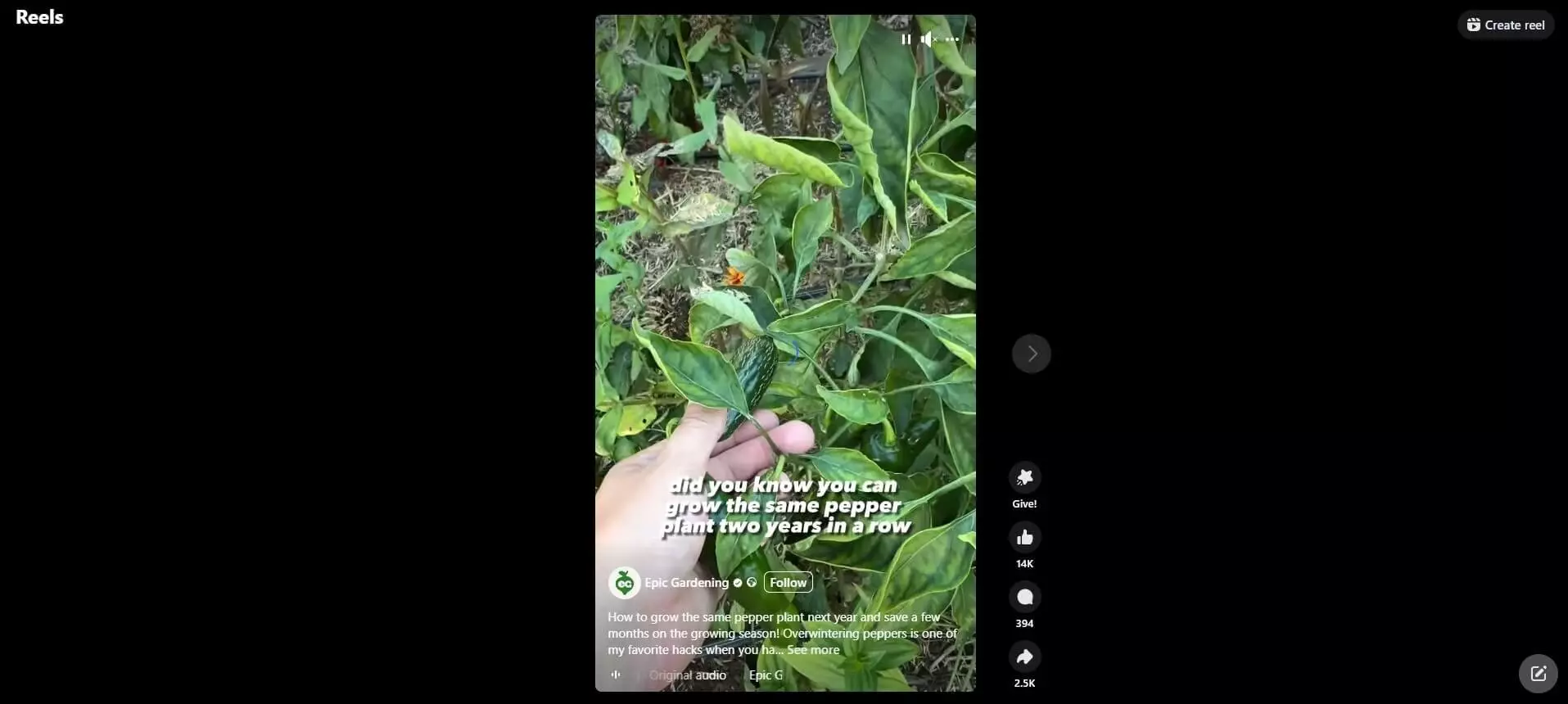 Reel by Epic Gardening showing a hand holding a pepper on a plant with the text "Did you know you can grow the same pepper plant two years in a row?"